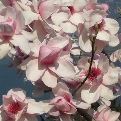 ​250915 – Magnolia Pink - 100% design, London